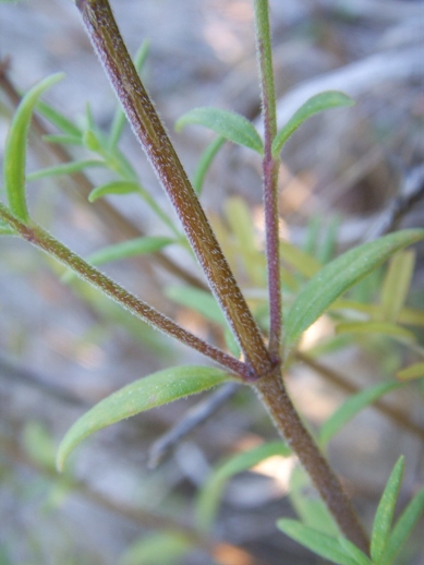 Piantine gracili e gregarie - Micromeria graeca